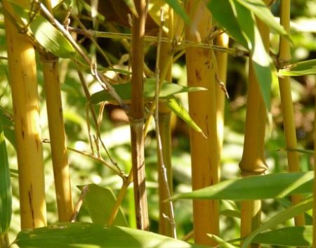 Золотой Бамбук (Golden Bamboo)