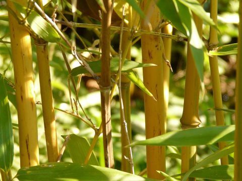 Золотой Бамбук (Golden Bamboo)