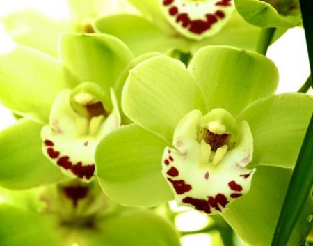Черная орхидея (Black orchid)