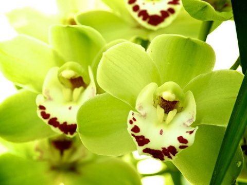 Черная орхидея (Black orchid)